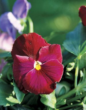 Red images - Countryliving.com - Red Banner Pansy.jpg
